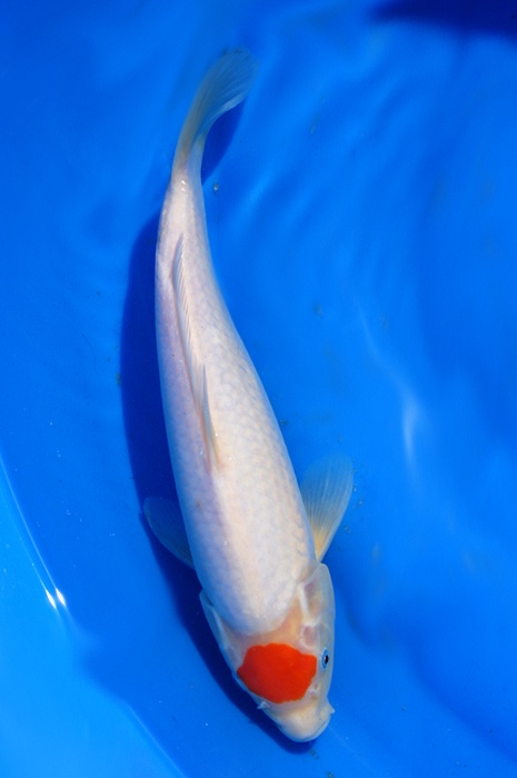 tancho kohaku 1304003