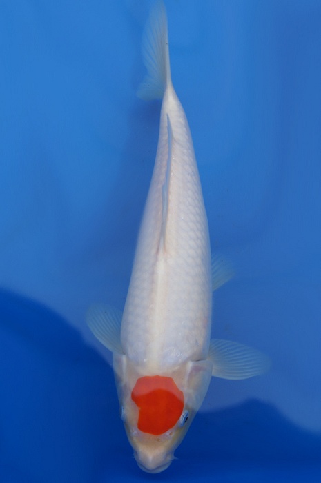 tancho kohaku 1304004