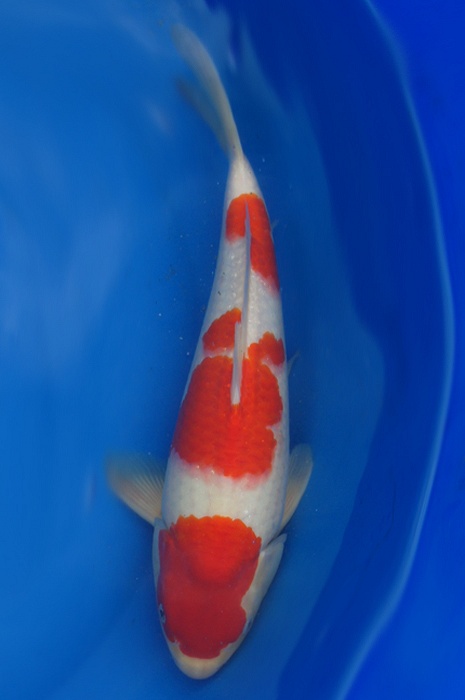 kohaku 1304016
