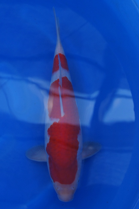 kohaku 1304018