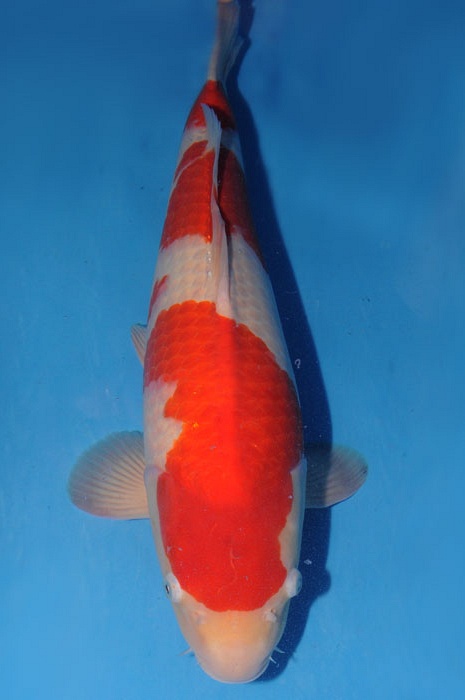 kohaku 1304029