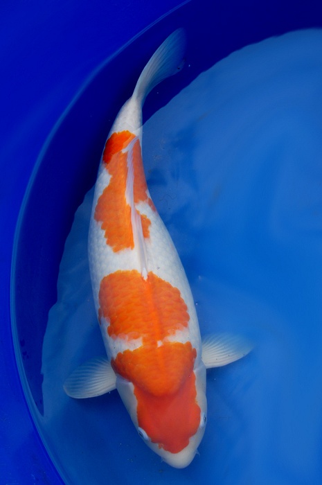 kohaku 1304057