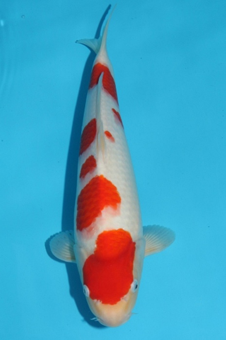 meerstaps kohaku 1305003