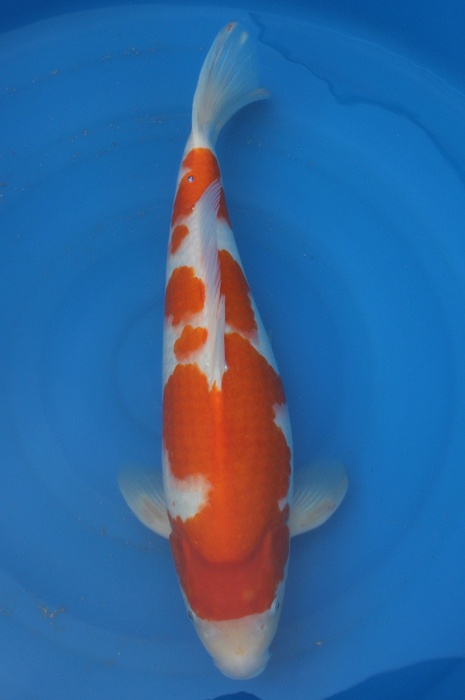 kohaku 1305006