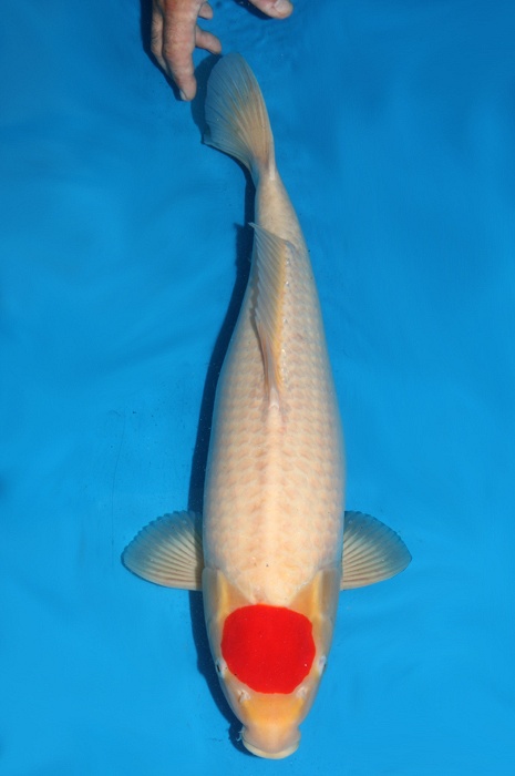 tancho kohaku 1310001