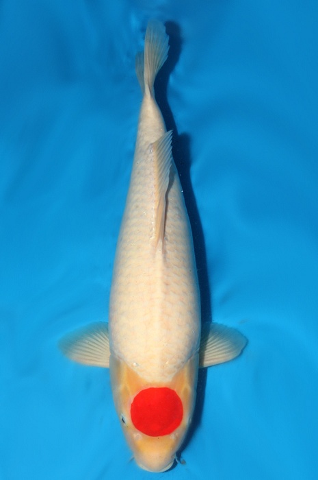 tancho kohaku 1310002
