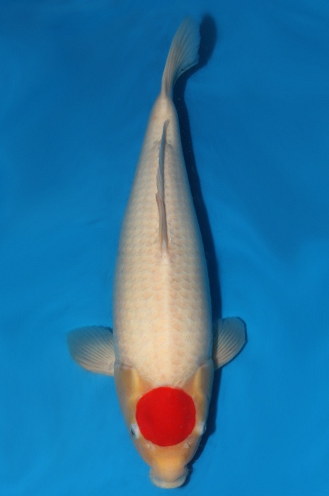 tancho kohaku 1310003