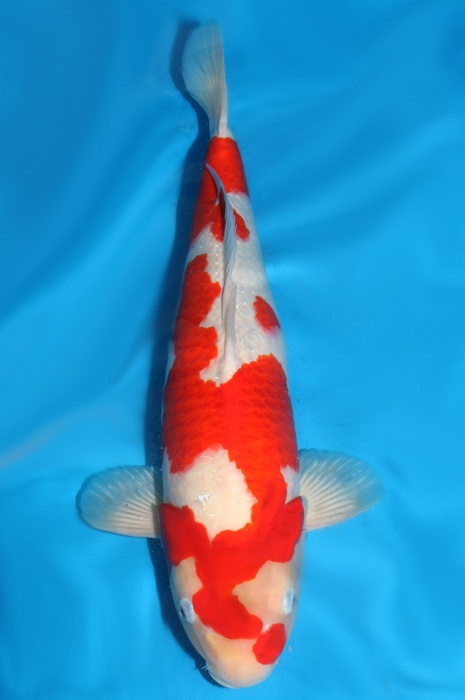 kohaku 1310004