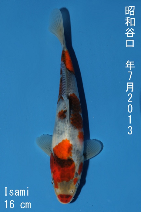 showa 1310005