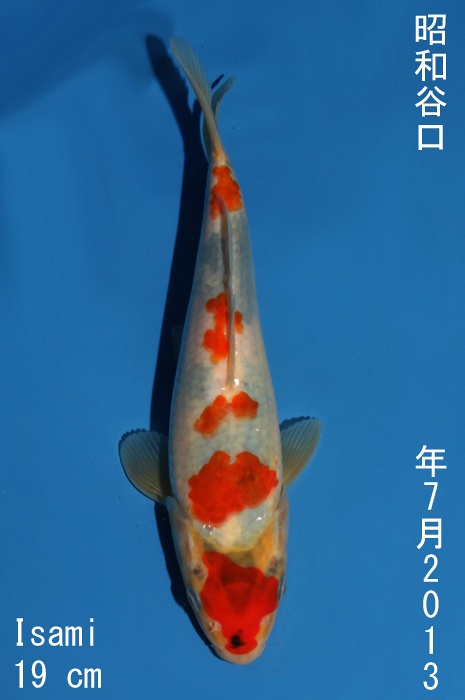 showa 1310007