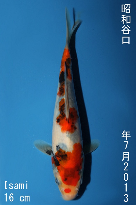 showa 1310008