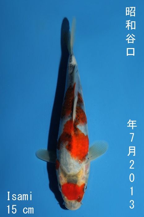 showa 1310012