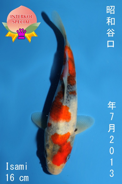 showa 1310014