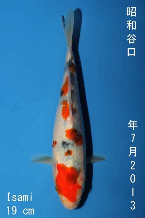 showa 1310015