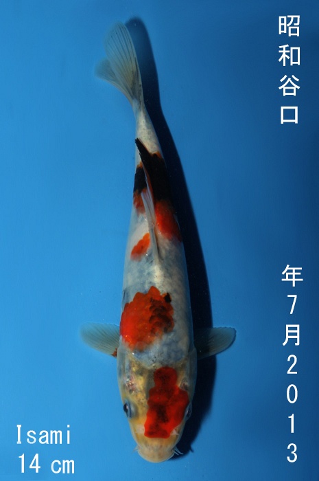 showa 1310017