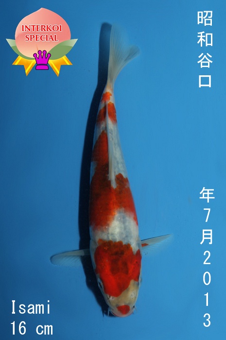 showa 1310020