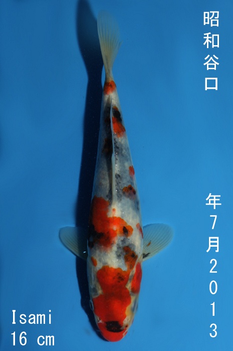 showa 1310021