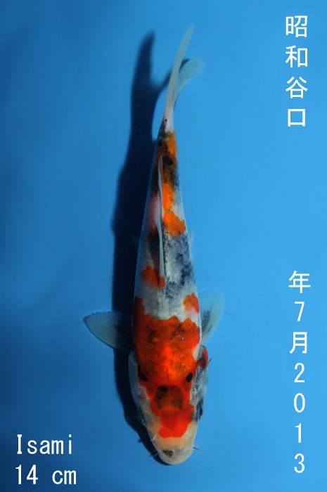 showa 1310023