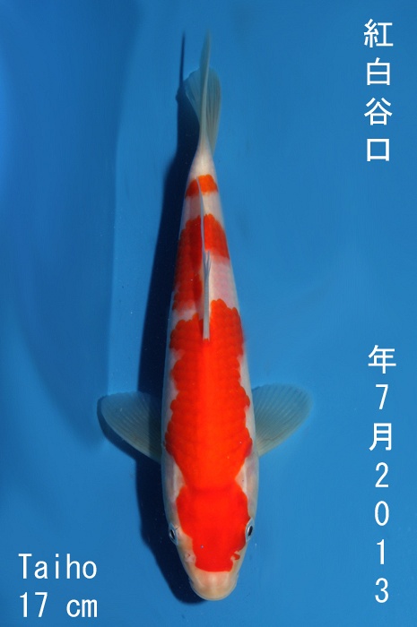 lepelkohaku 1310027
