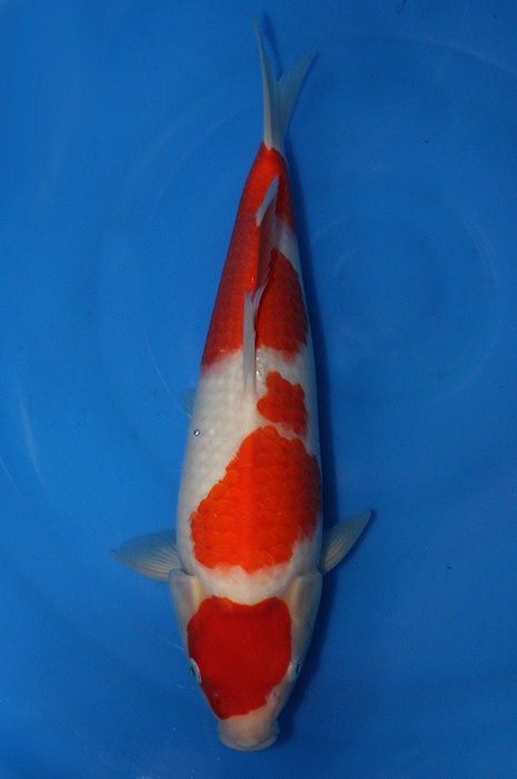 yondan kohaku 1310029