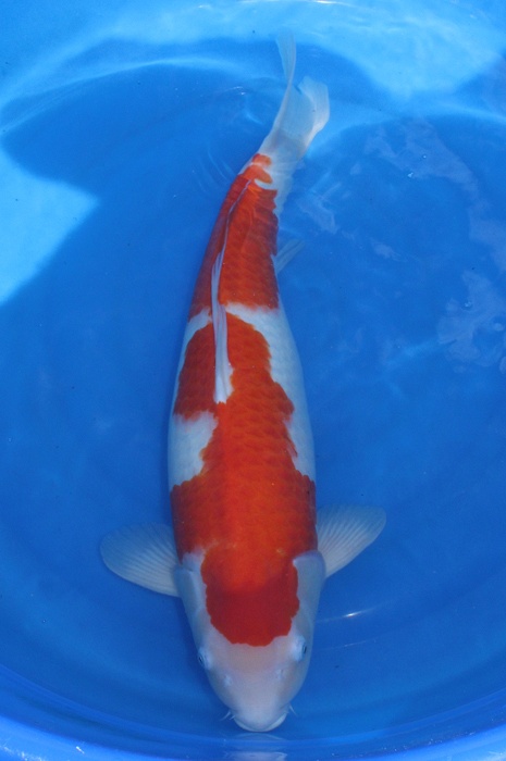 kohaku 1310046