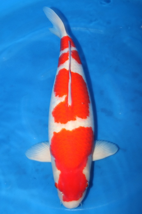 yondan kohaku 1311008