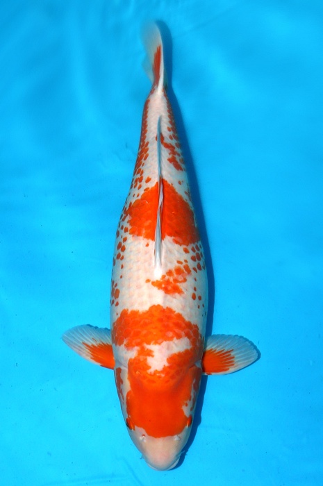 Kanoko kawarigoi 1403090