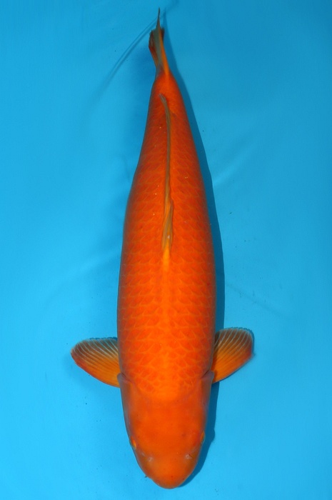 Orenji 1403095