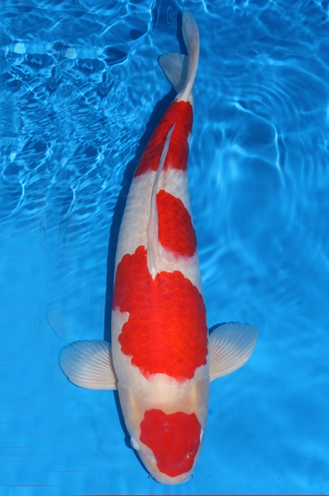 Yondan kohaku 1404001