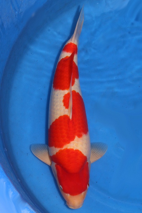 yondan kohaku 1409011