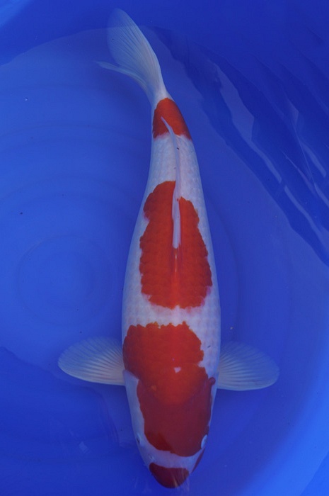 kuchibeni yondan kohaku 1411017