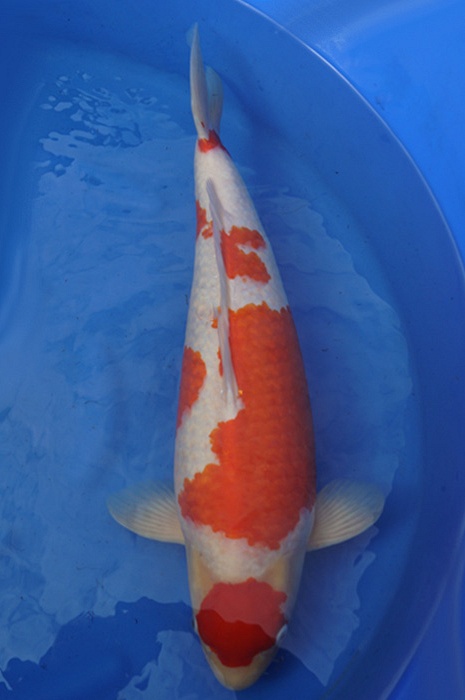 meerstaps kohaku 1411018