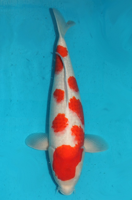 meerstaps kohaku 1411019