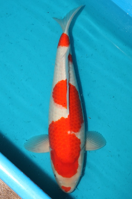kuchibeni kohaku 1411020