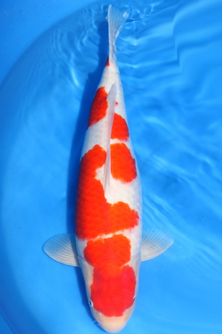 kohaku 1411024