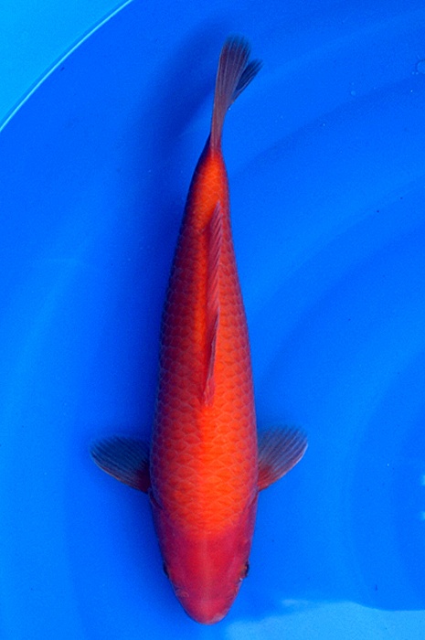 benigoi 1411041