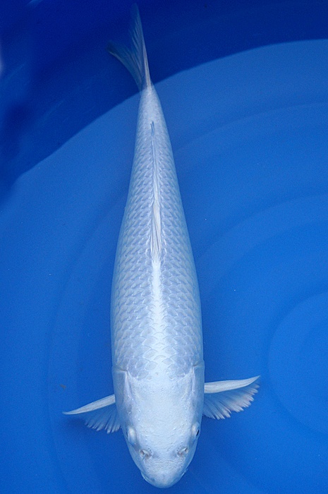 platinum ogon 1411048