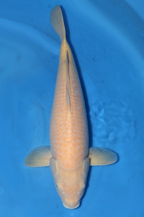 Karashigoi 1411050