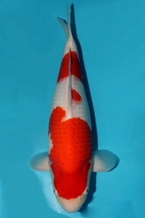 kohaku 1411051