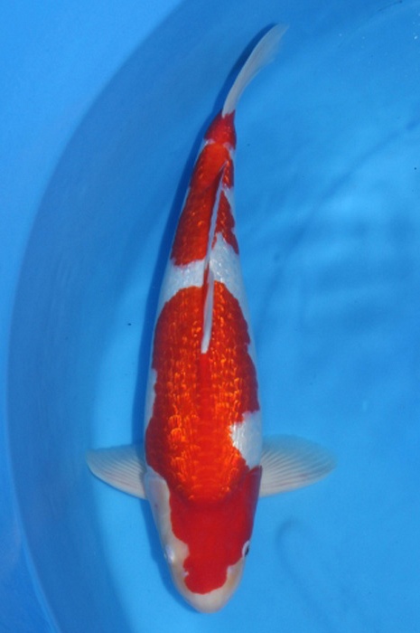 ginrin kohaku 1502001