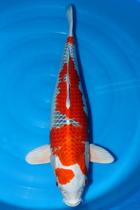 Kujaku 1502002