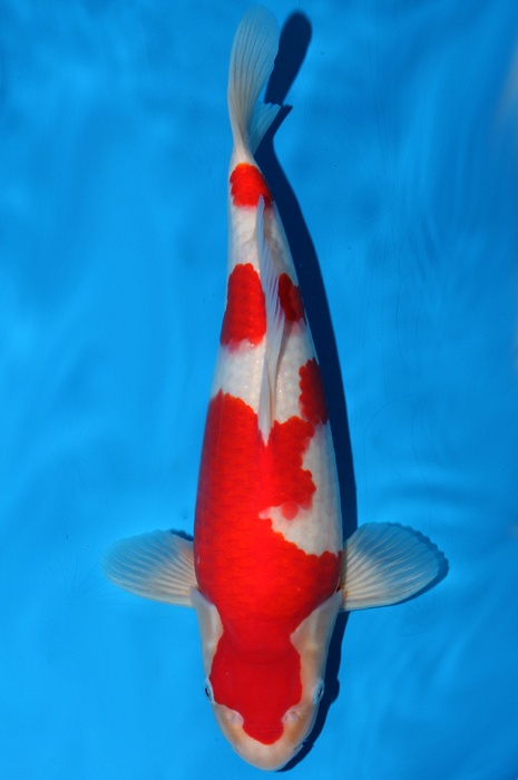 meerstaps kohaku 1502003