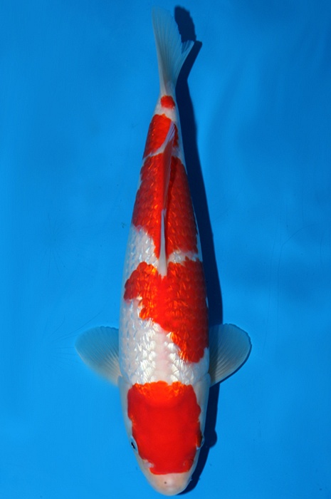 ginrin kohaku 1502006