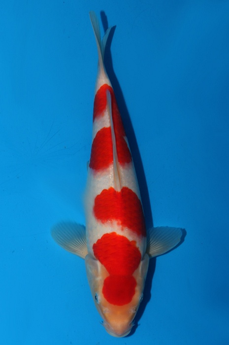 meerstaps kohaku 1502026