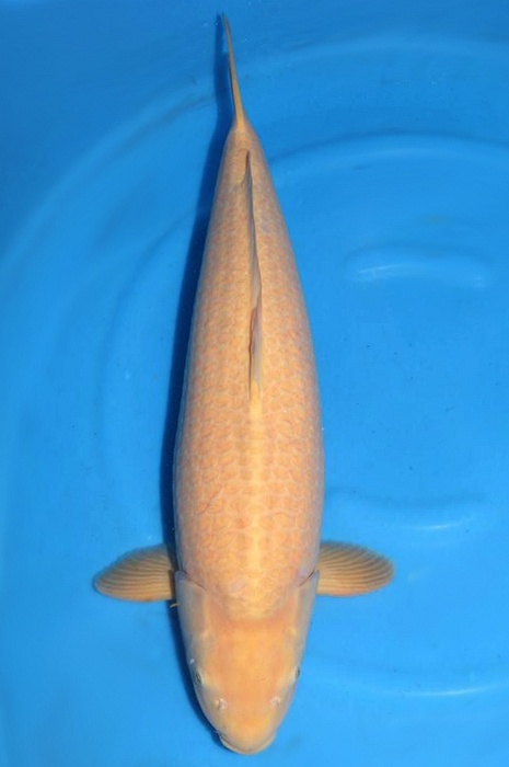 Karashigoi 1502028