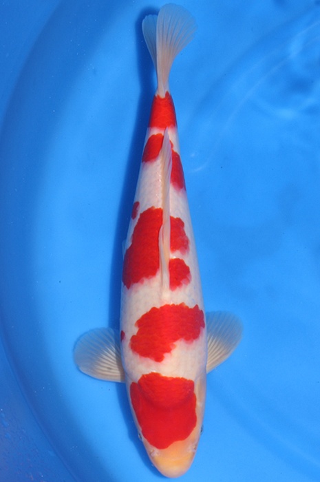 meerstaps kohaku 1503003