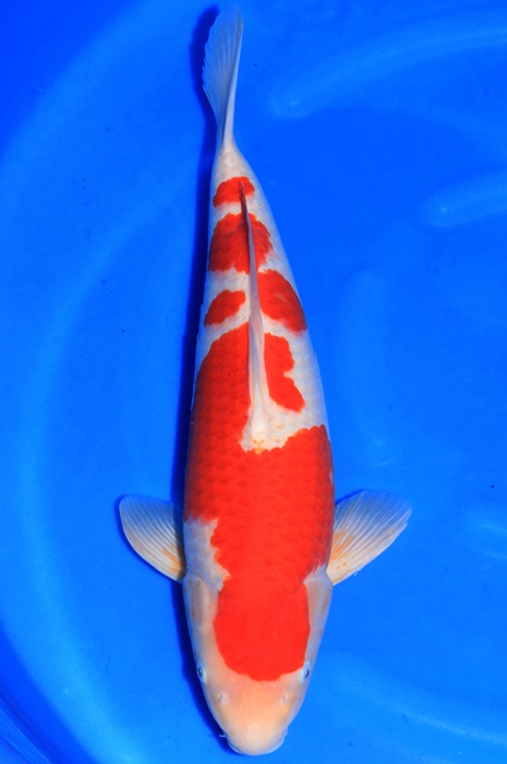 meerstaps kohaku 1503025