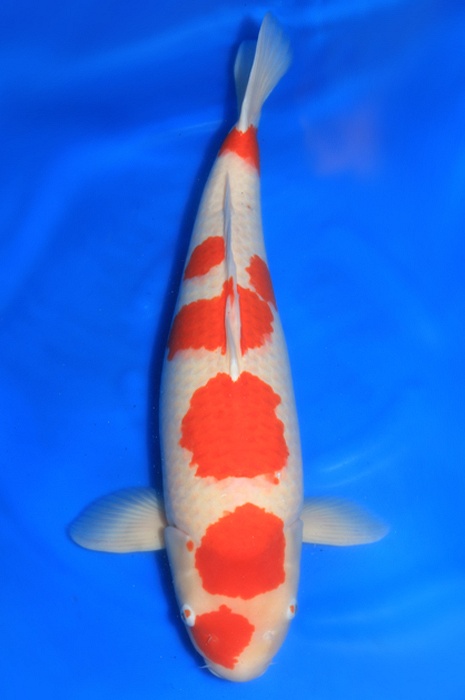godan kohaku 1503059