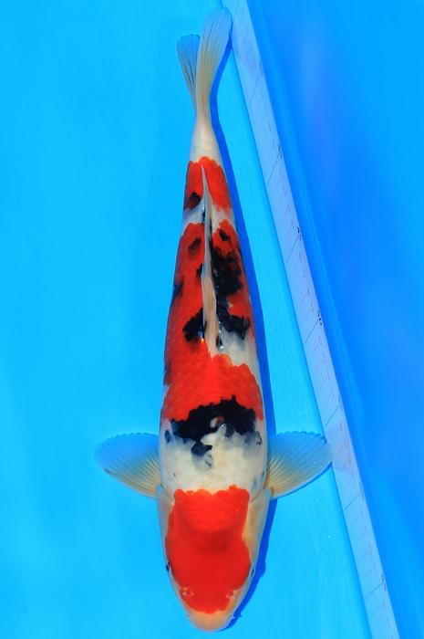 meerstaps sanke 1503063