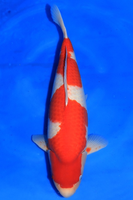 Inazuma kohaku 1503500